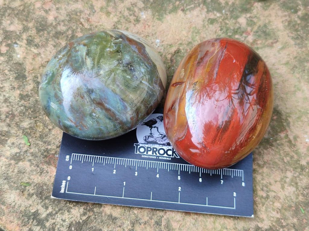 Polished Petrified Wood Free Form Galets Set of 3 x 1 From Mahajanga Madagascar