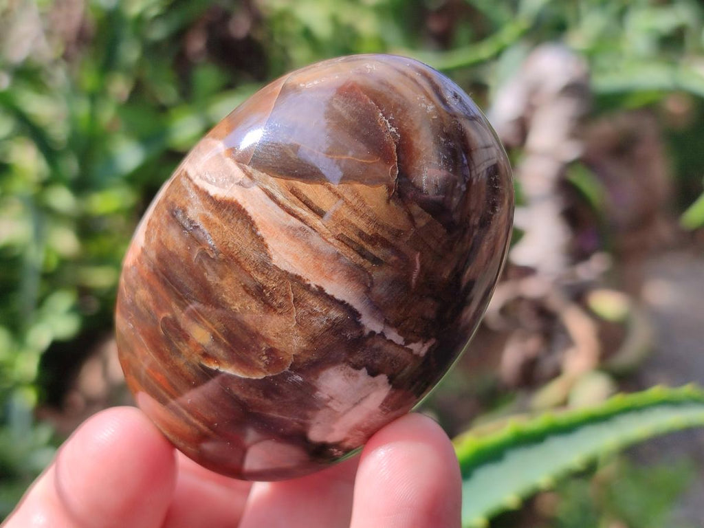 Polished Petrified Wood Free Form Galets Set of 3 x 1 From Mahajanga Madagascar