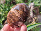 Polished Petrified Wood Free Form Galets Set of 3 x 1 From Mahajanga Madagascar