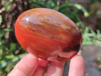 Polished Petrified Wood Free Form Galets Set of 3 x 1 From Mahajanga Madagascar