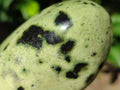 Polished XL Leopard Stone Free Form x 1 From Nyanga, Zimbabwe