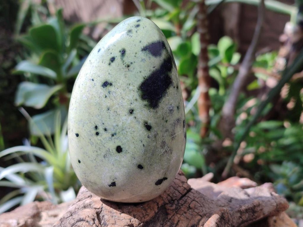 Polished XL Leopard Stone Free Form x 1 From Nyanga, Zimbabwe