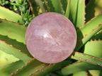 Polished Gemmy Star Rose Quartz Sphere x 1 From Ambatondrazaka, Madagascar