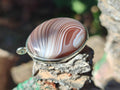 Hand Made Shashe River Agate Pendant in Display Case x 1 From Zimbabwe