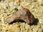 Natural Ultra Rare Small Gibeon Meteorite Specimen x 1 From Gibeon, Namibia
