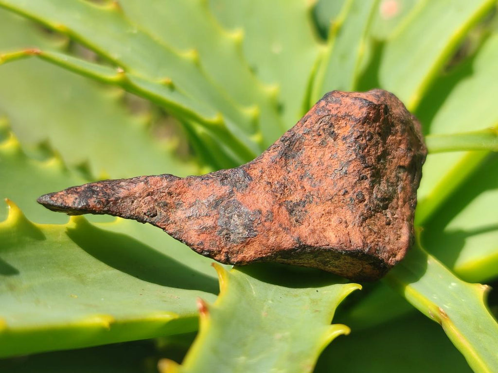 Natural Ultra Rare Small Gibeon Meteorite Specimen x 1 From Gibeon, Namibia