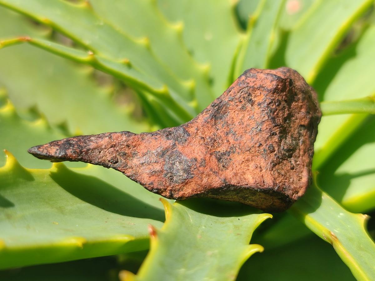 Natural Ultra Rare Small Gibeon Meteorite Specimen x 1 From Gibeon, Namibia