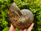 Polished Amber Calcite Cleoniceras "Jigsaw" Ammonite Fossil x 1 From Tulear, Madagascar