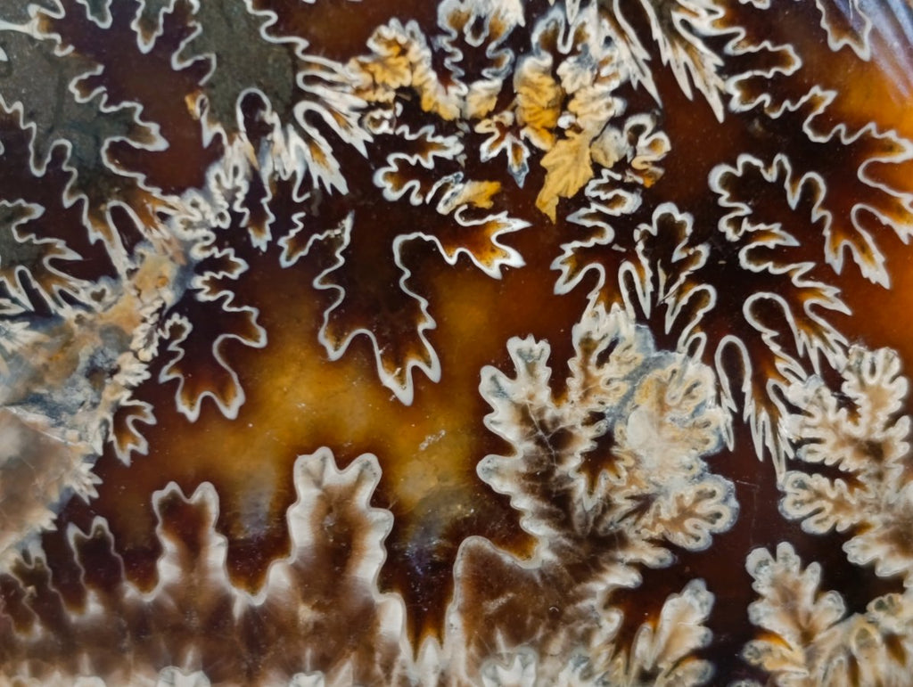 Polished Amber Calcite Cleoniceras "Jigsaw" Ammonite Fossil x 1 From Tulear, Madagascar