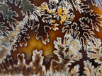 Polished Amber Calcite Cleoniceras "Jigsaw" Ammonite Fossil x 1 From Tulear, Madagascar