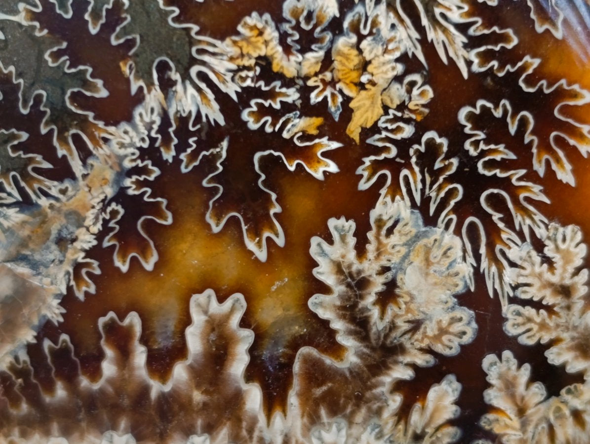 Polished Amber Calcite Cleoniceras "Jigsaw" Ammonite Fossil x 1 From Tulear, Madagascar