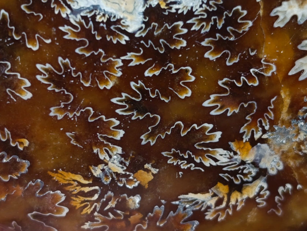 Polished Amber Calcite Cleoniceras "Jigsaw" Ammonite Fossil x 1 From Tulear, Madagascar