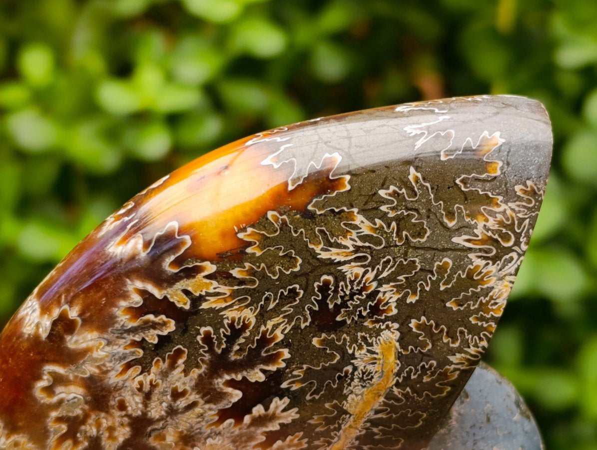 Polished Amber Calcite Cleoniceras "Jigsaw" Ammonite Fossil x 1 From Tulear, Madagascar