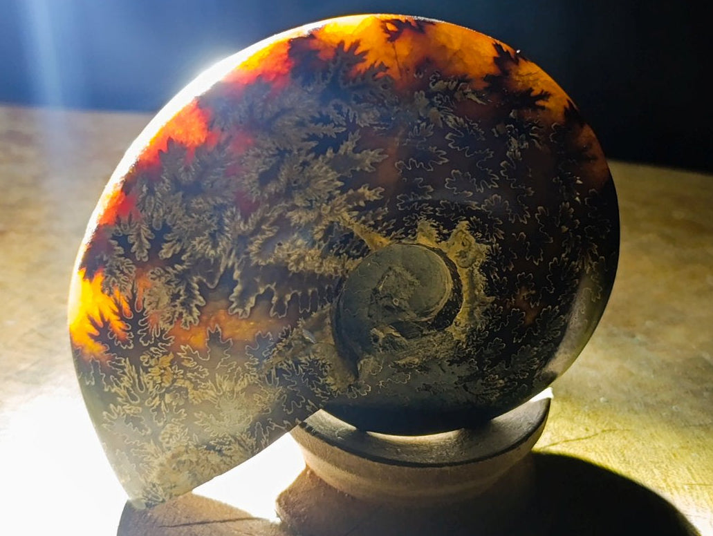 Polished Amber Calcite Cleoniceras "Jigsaw" Ammonite Fossil x 1 From Tulear, Madagascar