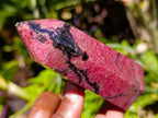 Polished Rare Red Rhodonite Display Crystal x 1 From Madagascar