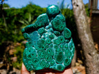 Polished Botryoidal Flower Banded Malachite Display Specimen x 1 From Kolwezi, Congo