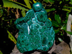 Polished Botryoidal Flower Banded Malachite Display Specimen x 1 From Kolwezi, Congo