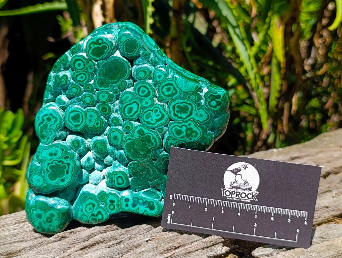 Polished Botryoidal Flower Banded Malachite Display Specimen x 1 From Kolwezi, Congo