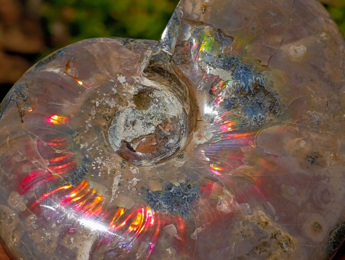 Polished Cleoniceras Ammolite Opalized Ammonite Fossil x 1 From Tulear, Madagascar