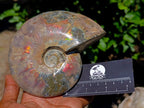 Polished Cleoniceras Ammolite Opalized Ammonite Fossil x 1 From Tulear, Madagascar