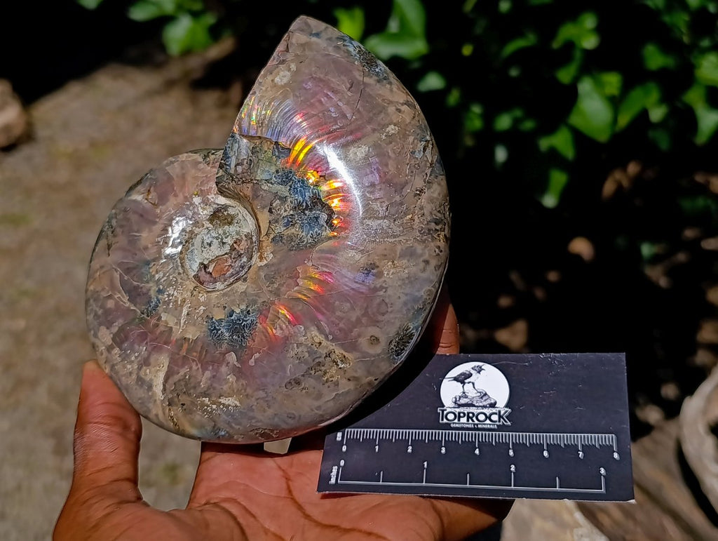 Polished Cleoniceras Ammolite Opalized Ammonite Fossil x 1 From Tulear, Madagascar