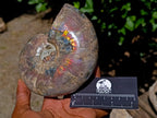 Polished Cleoniceras Ammolite Opalized Ammonite Fossil x 1 From Tulear, Madagascar