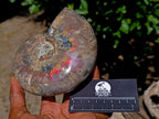 Polished Cleoniceras Ammolite Opalized Ammonite Fossil x 1 From Tulear, Madagascar
