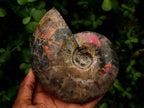 Polished Cleoniceras Ammolite Opalized Ammonite Fossil x 1 From Tulear, Madagascar