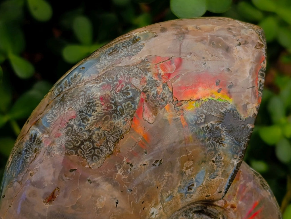 Polished Cleoniceras Ammolite Opalized Ammonite Fossil x 1 From Tulear, Madagascar