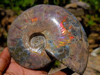 Polished Cleoniceras Ammolite Opalized Ammonite Fossil x 1 From Tulear, Madagascar
