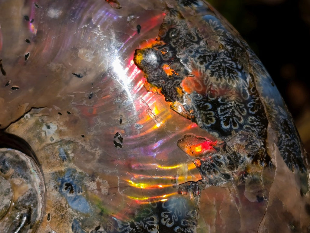 Polished Cleoniceras Ammolite Opalized Ammonite Fossil x 1 From Tulear, Madagascar