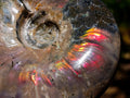 Polished Cleoniceras Ammolite Opalized Ammonite Fossil x 1 From Tulear, Madagascar