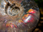 Polished Cleoniceras Ammolite Opalized Ammonite Fossil x 1 From Tulear, Madagascar