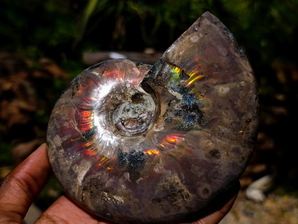 Polished Cleoniceras Ammolite Opalized Ammonite Fossil x 1 From Tulear, Madagascar