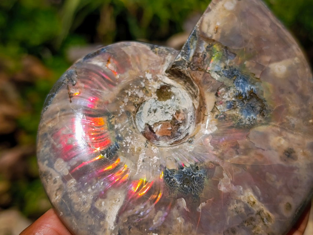 Polished Cleoniceras Ammolite Opalized Ammonite Fossil x 1 From Tulear, Madagascar