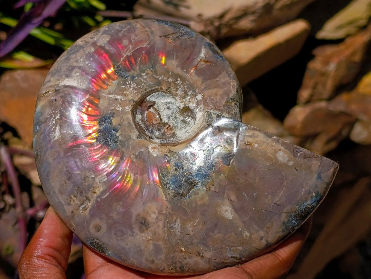 Polished Cleoniceras Ammolite Opalized Ammonite Fossil x 1 From Tulear, Madagascar