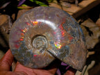 Polished Cleoniceras Ammolite Opalized Ammonite Fossil x 1 From Tulear, Madagascar