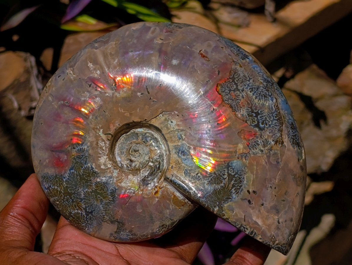 Polished Cleoniceras Ammolite Opalized Ammonite Fossil x 1 From Tulear, Madagascar