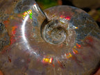 Polished Cleoniceras Ammolite Opalized Ammonite Fossil x 1 From Tulear, Madagascar