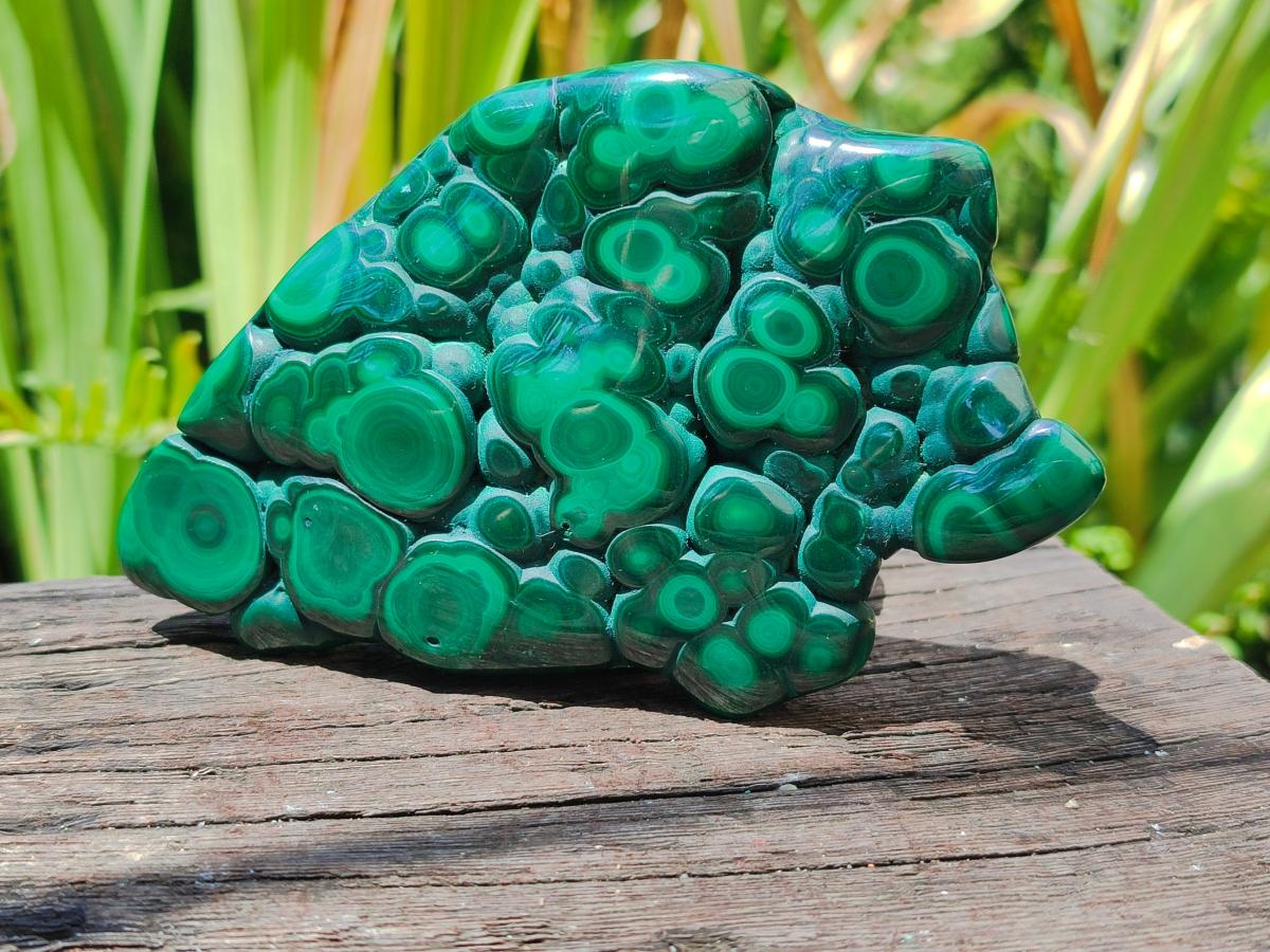 Polished Flower Banded Malachite Free Form x 1 From Congo