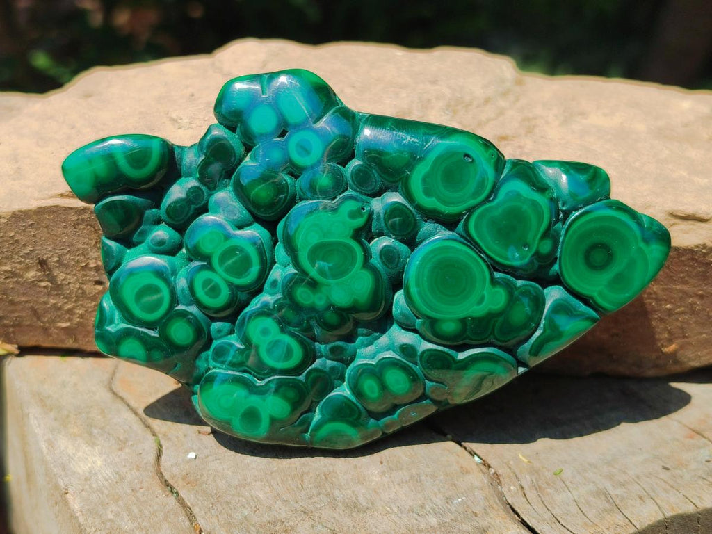 Polished Flower Banded Malachite Free Form x 1 From Congo