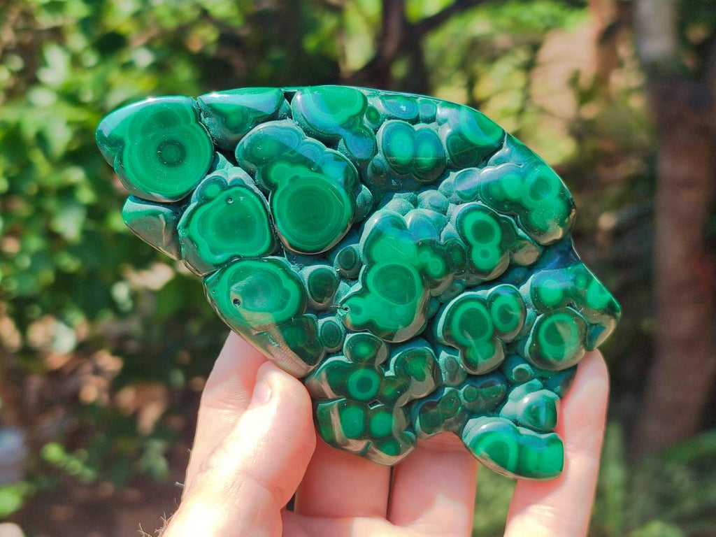 Polished Flower Banded Malachite Free Form x 1 From Congo