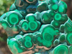Polished Flower Banded Malachite Free Form x 1 From Congo