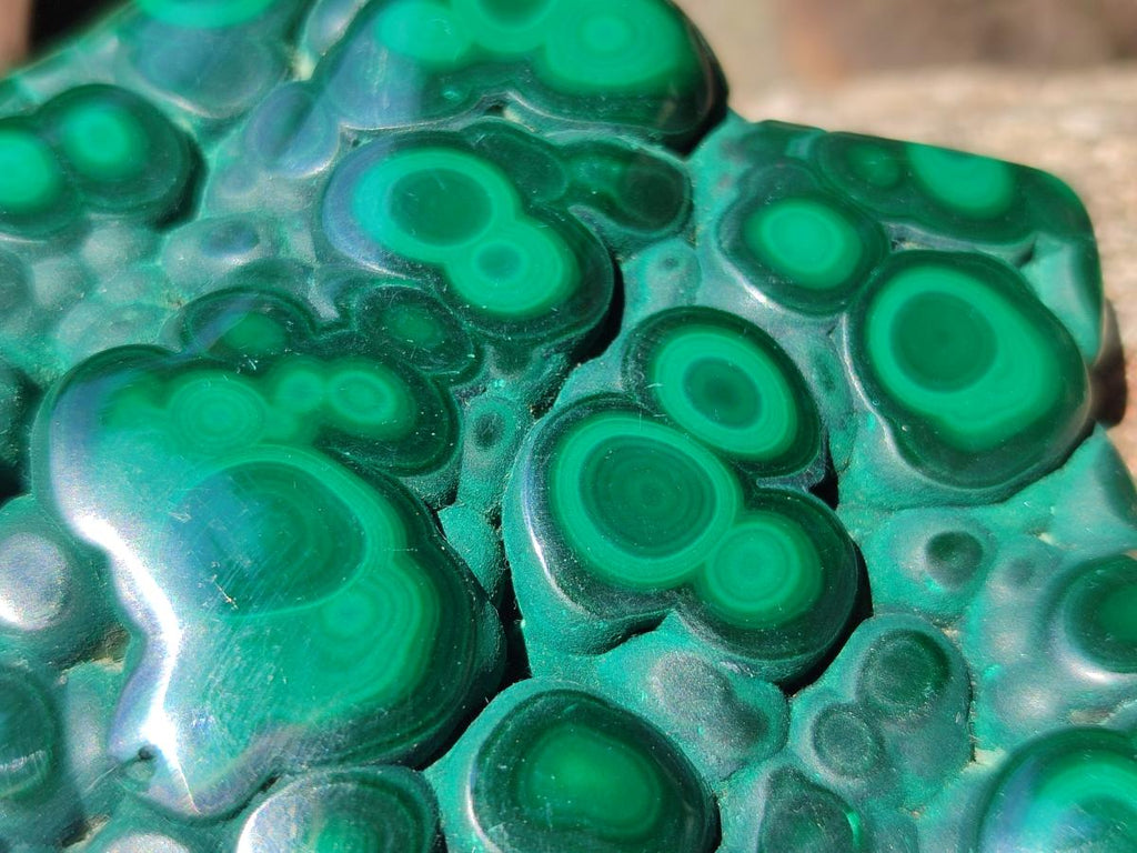 Polished Flower Banded Malachite Free Form x 1 From Congo