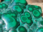 Polished Flower Banded Malachite Free Form x 1 From Congo