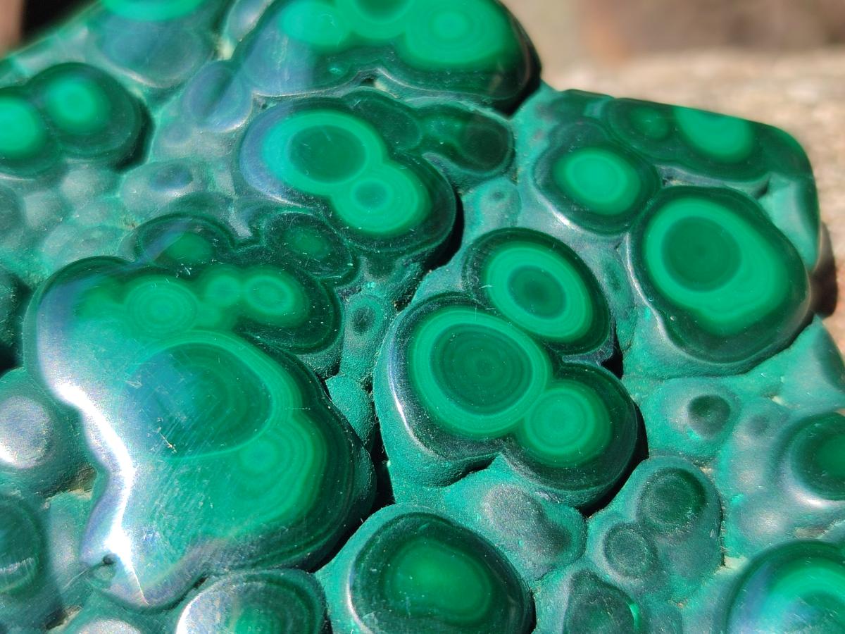 Polished Flower Banded Malachite Free Form x 1 From Congo