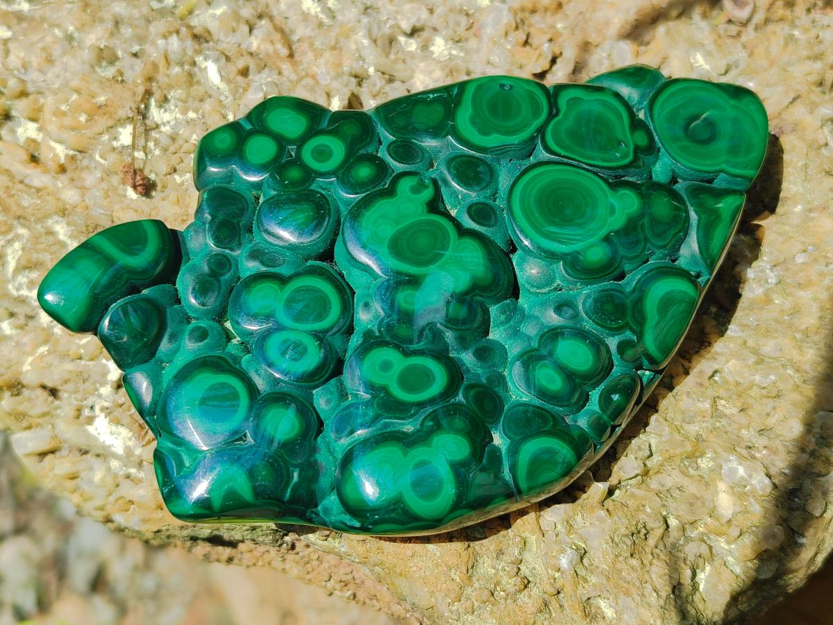 Polished Flower Banded Malachite Free Form x 1 From Congo