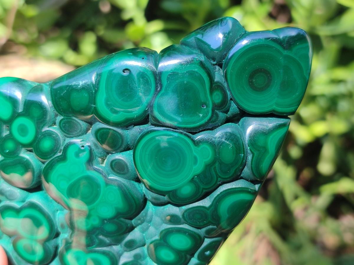 Polished Flower Banded Malachite Free Form x 1 From Congo