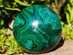 Polished Banded Flower Malachite Sphere x 1 From Congo