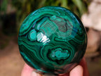 Polished Banded Flower Malachite Sphere x 1 From Congo